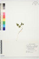 藏品(巴氏鐵線蓮)的圖片