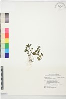 藏品(野薄荷)的圖片