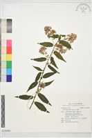 藏品(山白蘭)的圖片