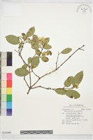 藏品(臺東莢迷)的圖片