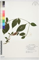 藏品(臺灣馬藍)的圖片