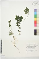 藏品(絨莖樓梯草)的圖片