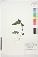 藏品(森氏鐵線蓮)的圖片