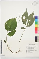 藏品(台灣樓梯草)的圖片