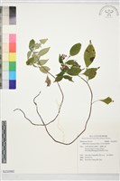 藏品(早田氏蛇根草)的圖片