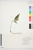 藏品(臺灣排香)的圖片