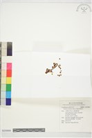 藏品(槲寄生)的圖片