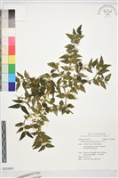 藏品(伏牛花)的圖片