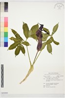 藏品(宜蘭天南星)的圖片