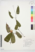 藏品(亨利氏鐵線蓮)的圖片