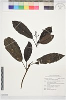 藏品(桃葉珊瑚)的圖片