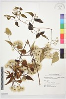 藏品(葡萄葉鐵線蓮)的圖片