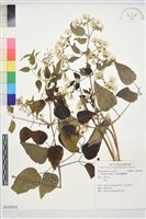 藏品(葡萄葉鐵線蓮)的圖片