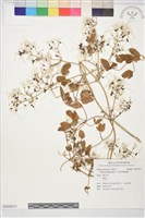 藏品(火焰色鐵線蓮)的圖片