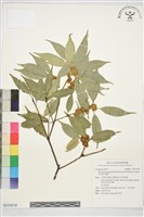 藏品(高山新木薑子)的圖片