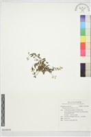 藏品(瓜子金)的圖片