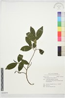 藏品(薄葉柃木)的圖片