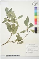 藏品(福建賽衛矛、福建假衛矛)的圖片