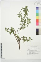 藏品(雲南冬青)的圖片