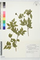 藏品(玉山灰木)的圖片