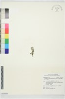 藏品(鐵掃帚、千里光)的圖片