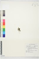 藏品(黃斑龍膽)的圖片