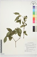 藏品(紅子莢迷)的圖片