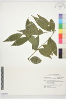 藏品(臺灣雞屎樹)的圖片