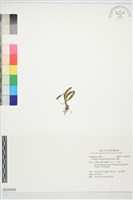 藏品(香蘭)的圖片