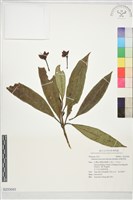 藏品(細葉茶梨)的圖片