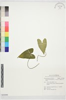 藏品(大武山細辛)的圖片