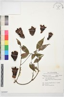 藏品(臺灣奴草)的圖片