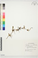 藏品(綠花寶石蘭)的圖片