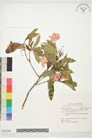 藏品(西施花、青紫木)的圖片