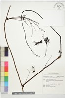 藏品(石月)的圖片