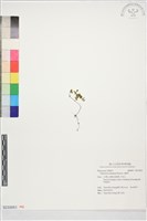 藏品(山椒草)的圖片