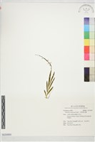 藏品(二裂唇莪白蘭)的圖片