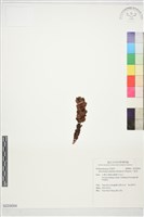 藏品(丁座草)的圖片