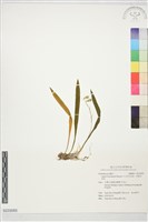 藏品(川上氏羊耳蒜、凹唇羊耳蒜)的圖片