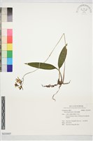 藏品(長葉杜鵑蘭)的圖片