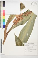 藏品(歐氏月桃)的圖片