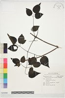 藏品(裂葉鐵線蓮)的圖片