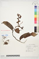 藏品(紫玉盤)的圖片