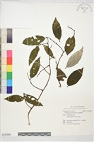 藏品(香港胡頹子)的圖片