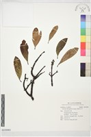 藏品(嶺南山竹子)的圖片