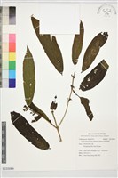 藏品(短柄紫珠)的圖片