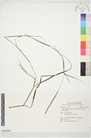 藏品(黃茅)的圖片