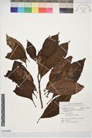 藏品(常山)的圖片