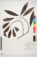 藏品(樹杞)的圖片