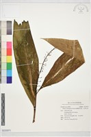 藏品(橢圓葉月桃、光葉山姜)的圖片